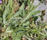 Erigeron atticus