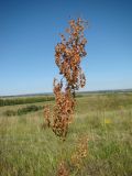 Rumex thyrsiflorus. Соцветие с созревающими плодами. Республика Мордовия, Большеберезниковский р-н, окр. с. Вейсэ, грунтовая дорога по верху открытого склона с выходами мергелисто-меловых пород. 5 августа 2016 г.