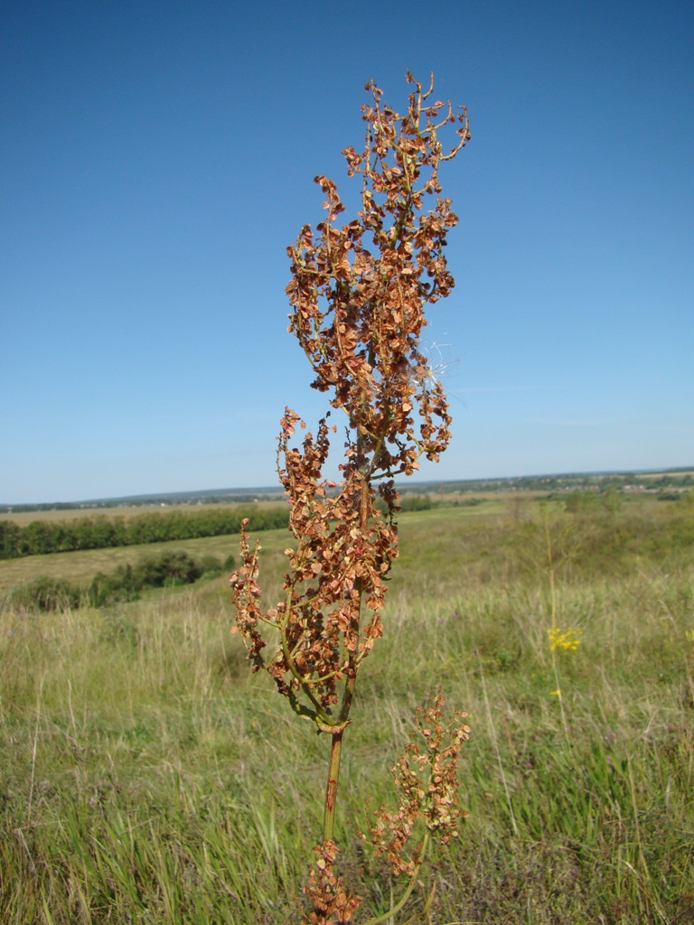 Изображение особи Rumex thyrsiflorus.