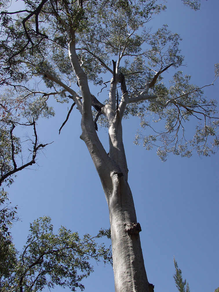 Image of Corymbia citriodora specimen.