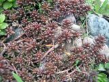 Sedum album