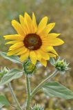 Helianthus annuus