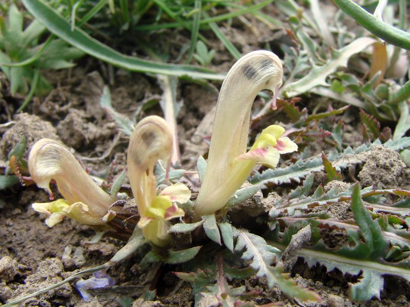 Image of Pedicularis sarawschanica specimen.