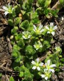 Cerastium semidecandrum