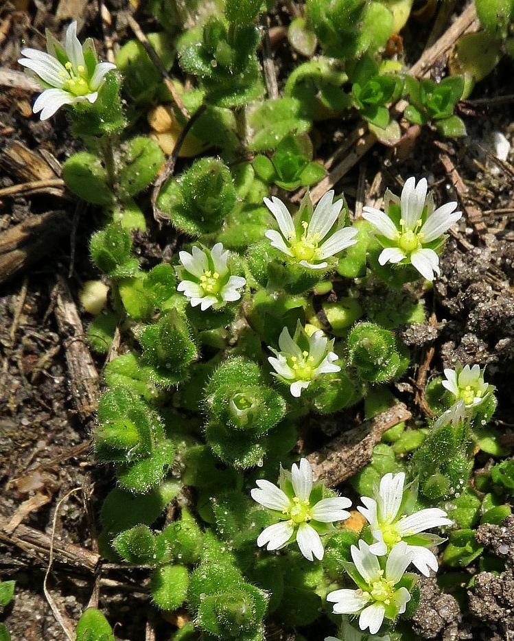 Image of Cerastium semidecandrum specimen.