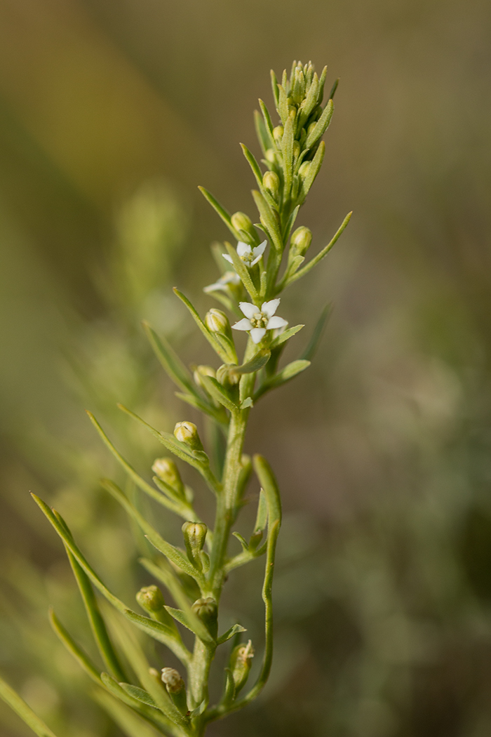 Изображение особи Thesium ramosum.