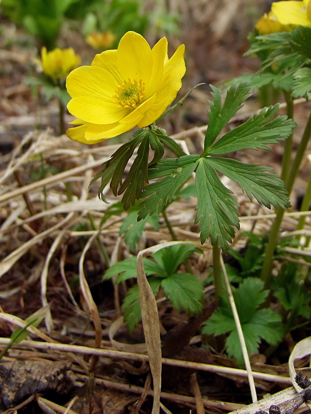 Изображение особи Trollius membranostylis.