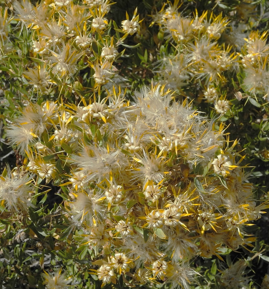 Image of Chuquiraga oppositifolia specimen.