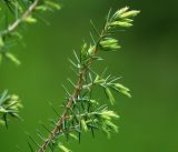 Juniperus communis