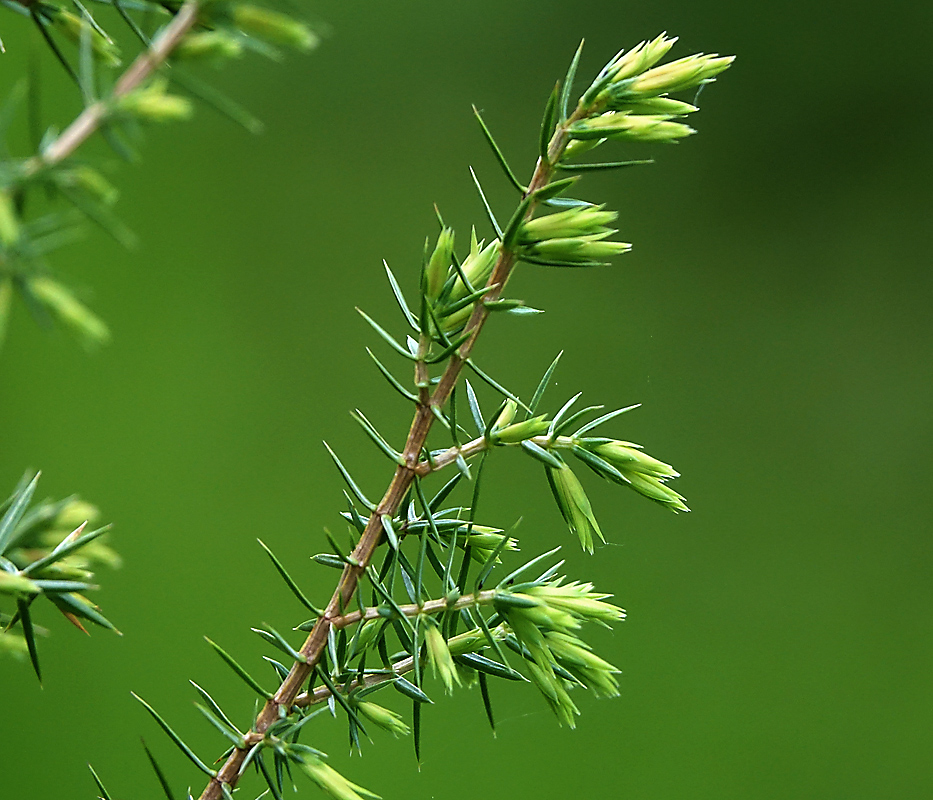 Изображение особи Juniperus communis.