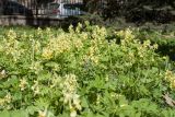 Corydalis bracteata. Заросли цветущих растений в сообществе с Aegopodium podagraria, Corydalis solida(?) и Ficaria verna. Петербург, ботанический сад БИН РАН, одичавшее(?) из культуры. 22.05.2017.