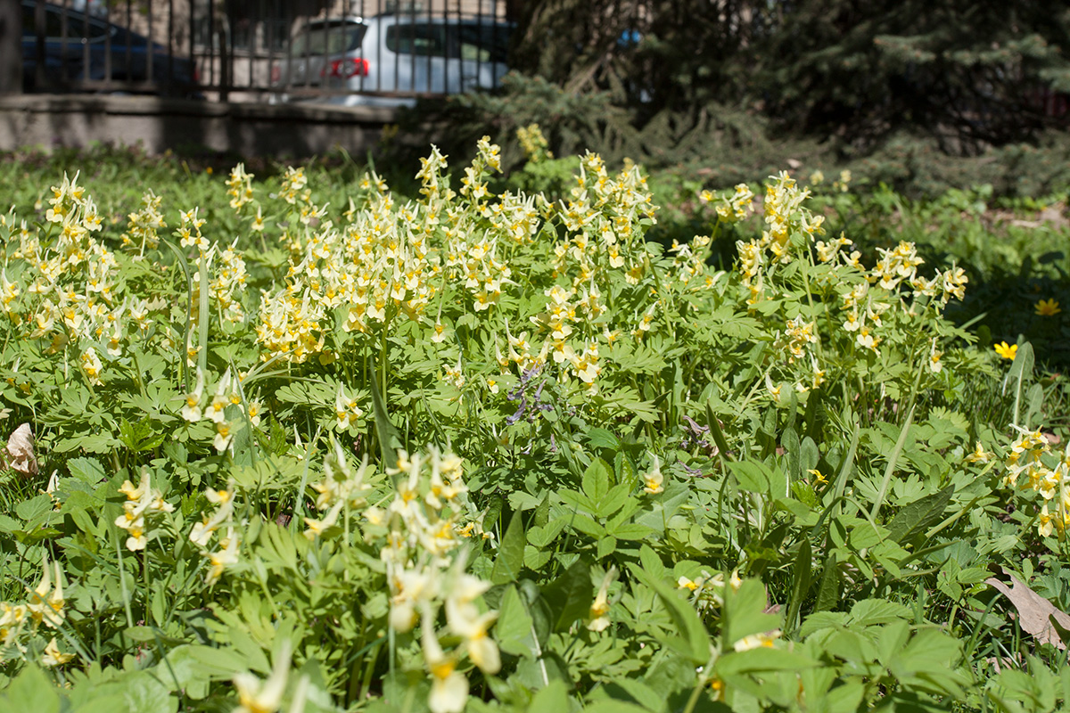 Изображение особи Corydalis bracteata.