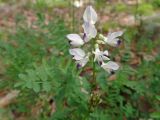 Astragalus alpinus