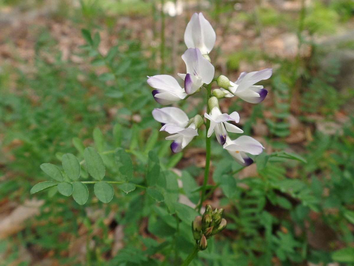 Изображение особи Astragalus alpinus.