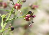 Scrophularia variegata