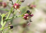 Scrophularia variegata. Часть побега с цветком. Грузия, Горийский р-н, окр. с. Уплисцихе, левый берег р. Кура, скальное (песчаниковое) обнажение. 01.05.2017.