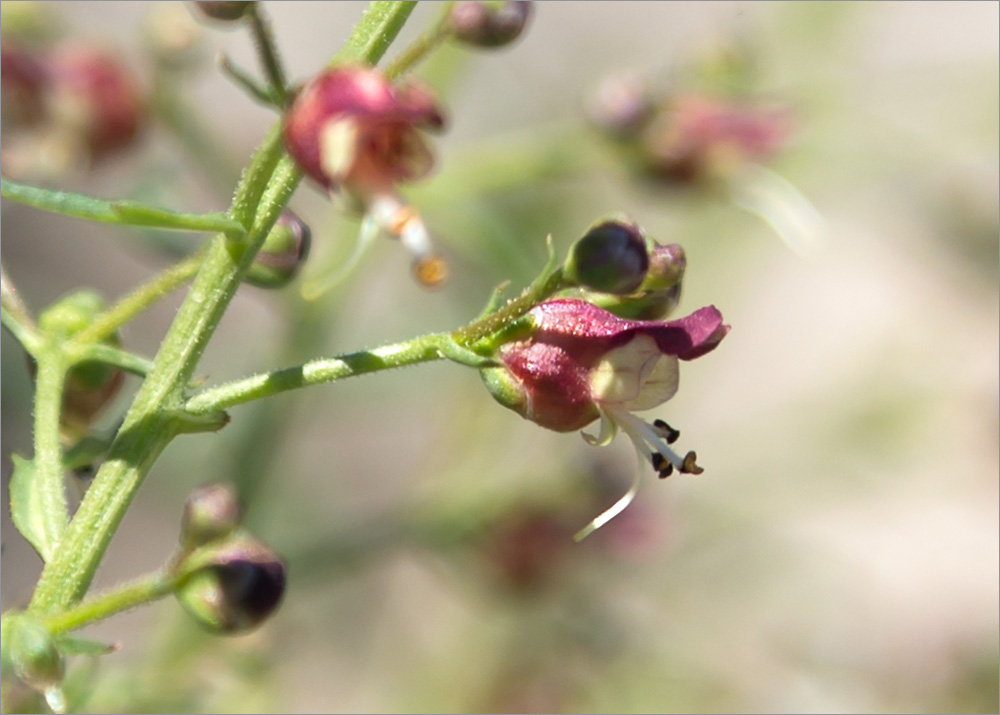 Image of Scrophularia variegata specimen.