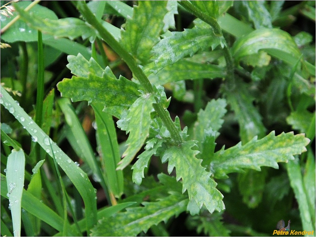 Image of Leucanthemum vulgare specimen.