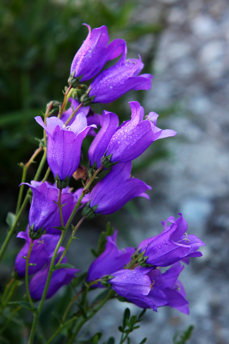 Image of Campanula longistyla specimen.