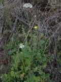 Tordylium apulum. Зацветающее растение. Италия, Фраскати, обочина дороги. 15.03.2017.
