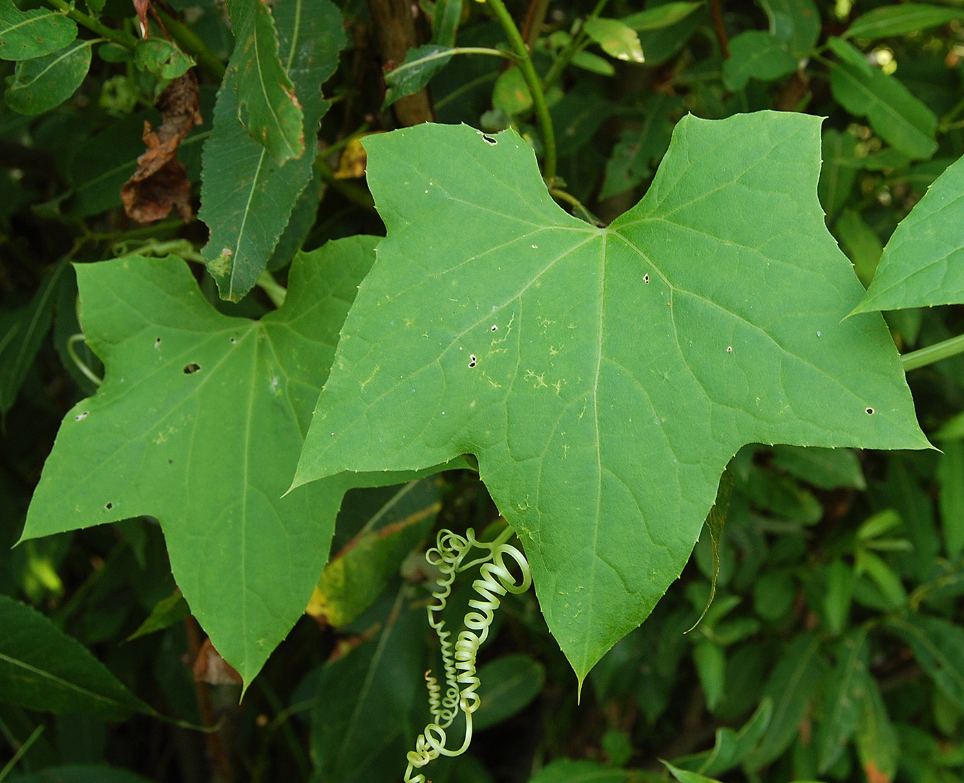 Изображение особи Echinocystis lobata.