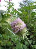 Dipsacus fullonum