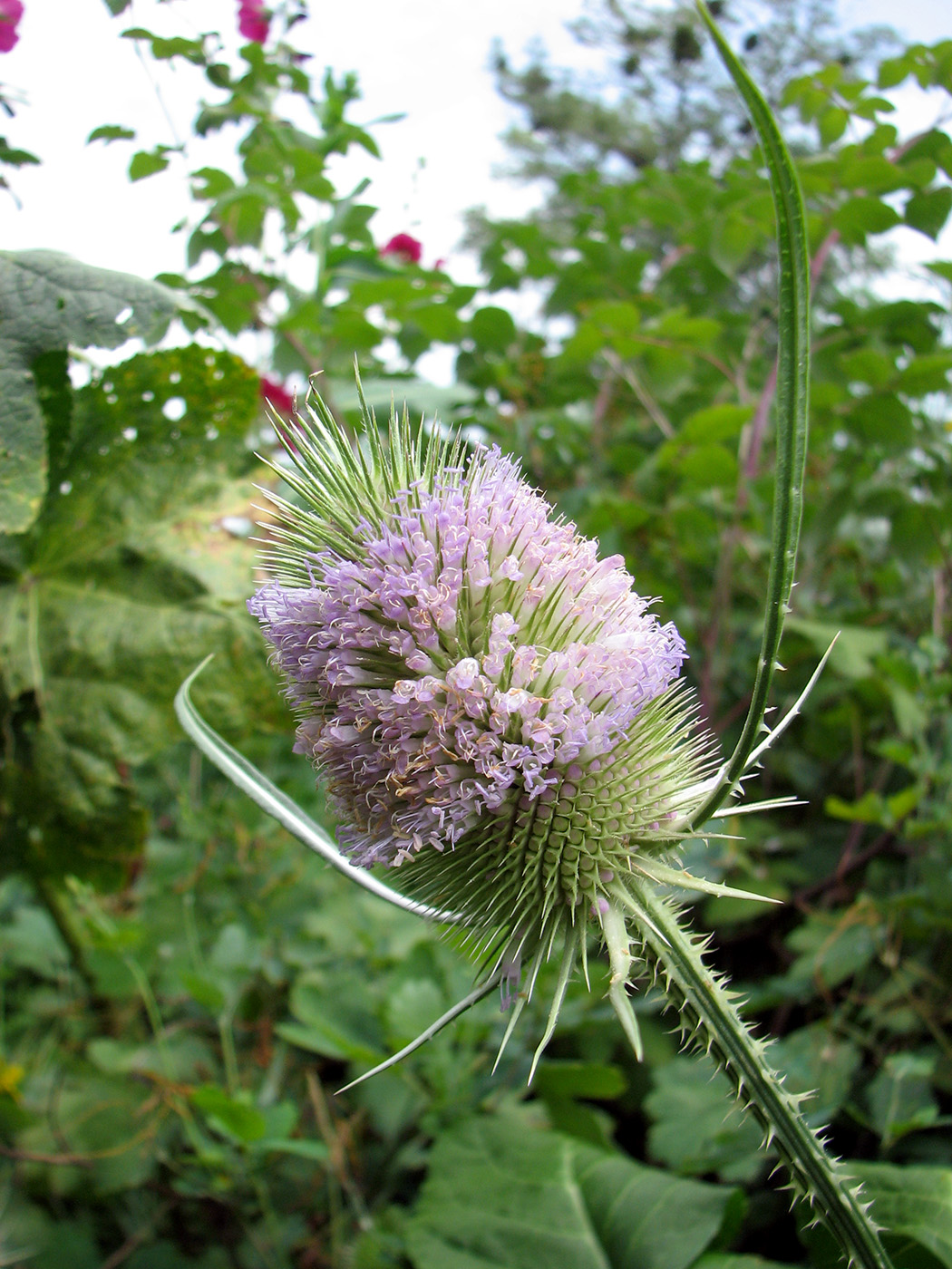 Image of Dipsacus fullonum specimen.