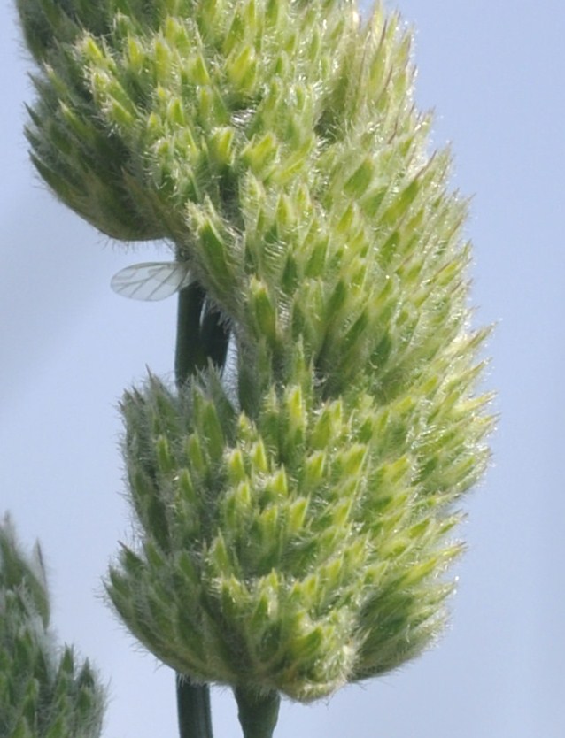 Image of Dactylis hispanica specimen.
