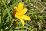 Hemerocallis middendorffii