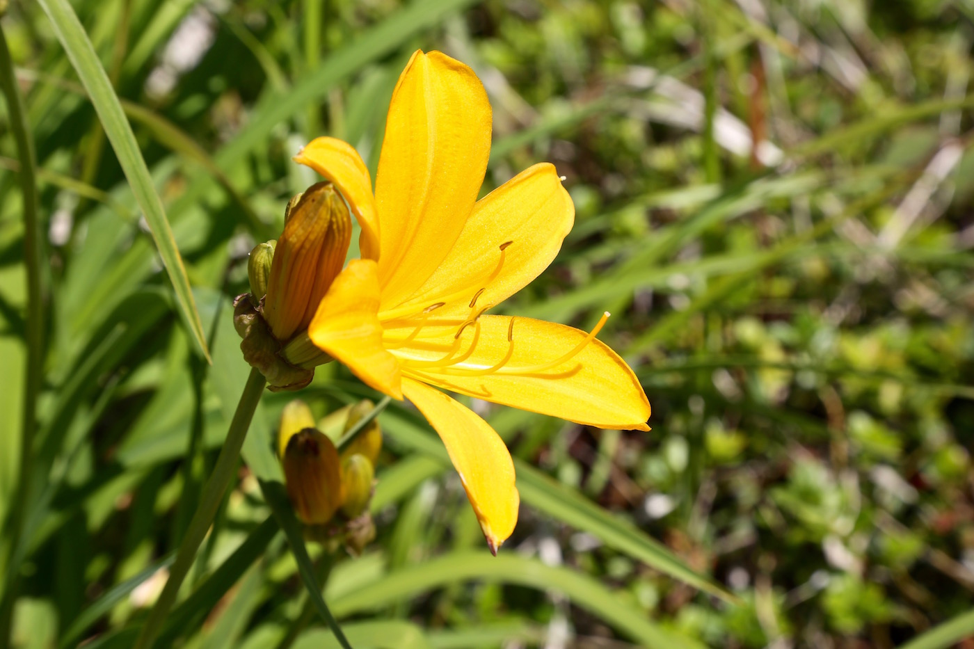 Image of Hemerocallis middendorffii specimen.