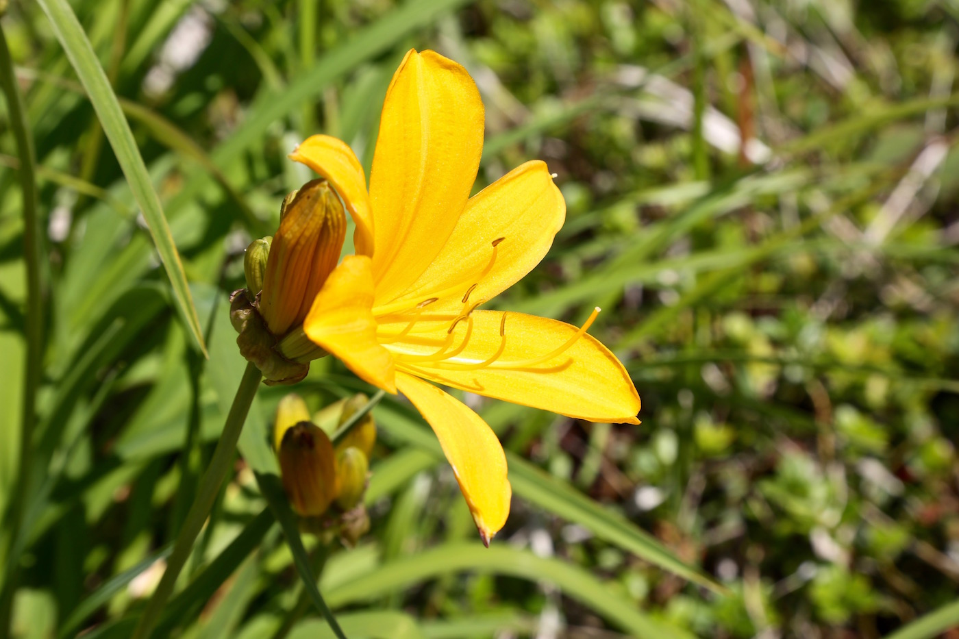 Изображение особи Hemerocallis middendorffii.