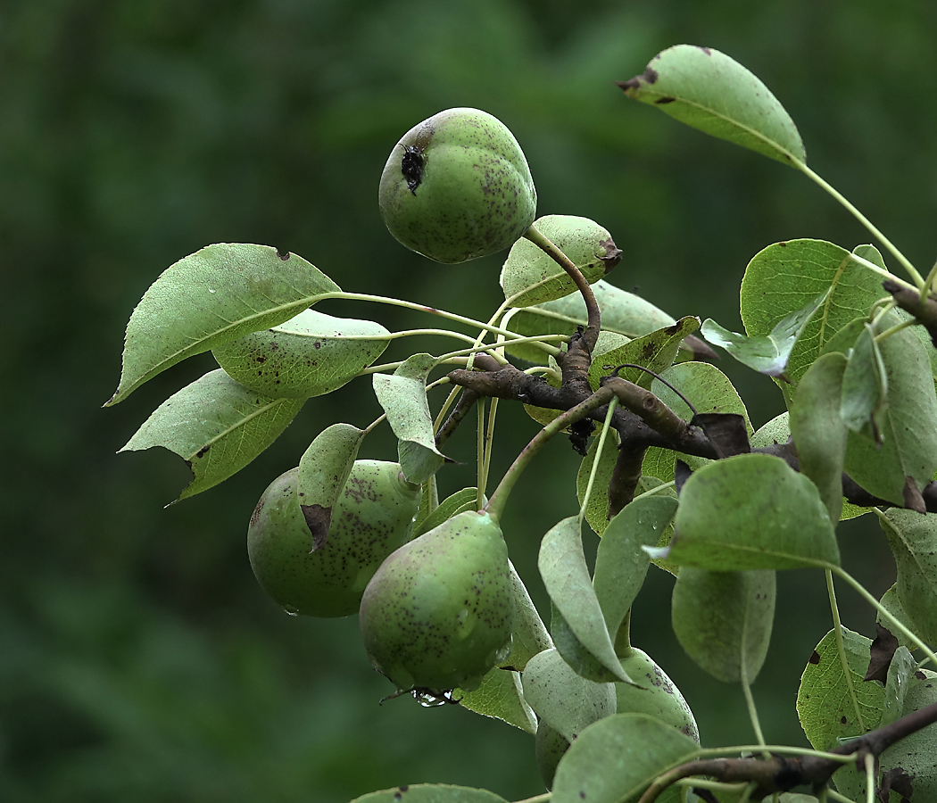 Image of Pyrus communis specimen.