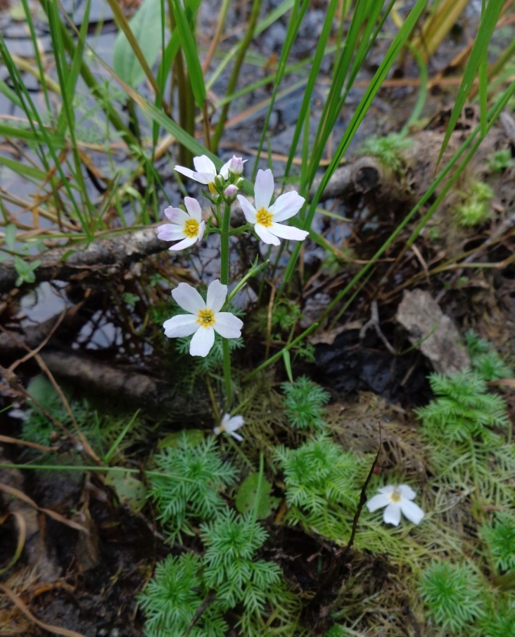 Изображение особи Hottonia palustris.