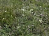 Kitagawia baicalensis. Цветущее растение. Республика Хакасия, окр. г. Абакан, гора Самохвал, южный склон, степь. 25 июля 2017 г.