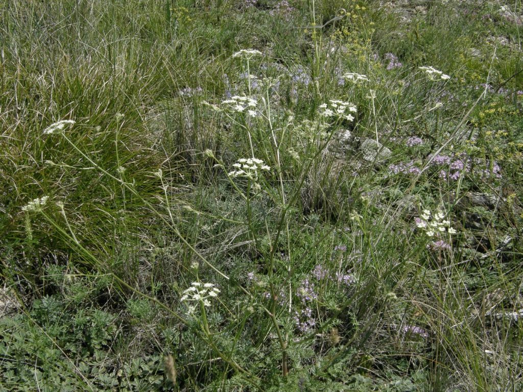 Изображение особи Kitagawia baicalensis.