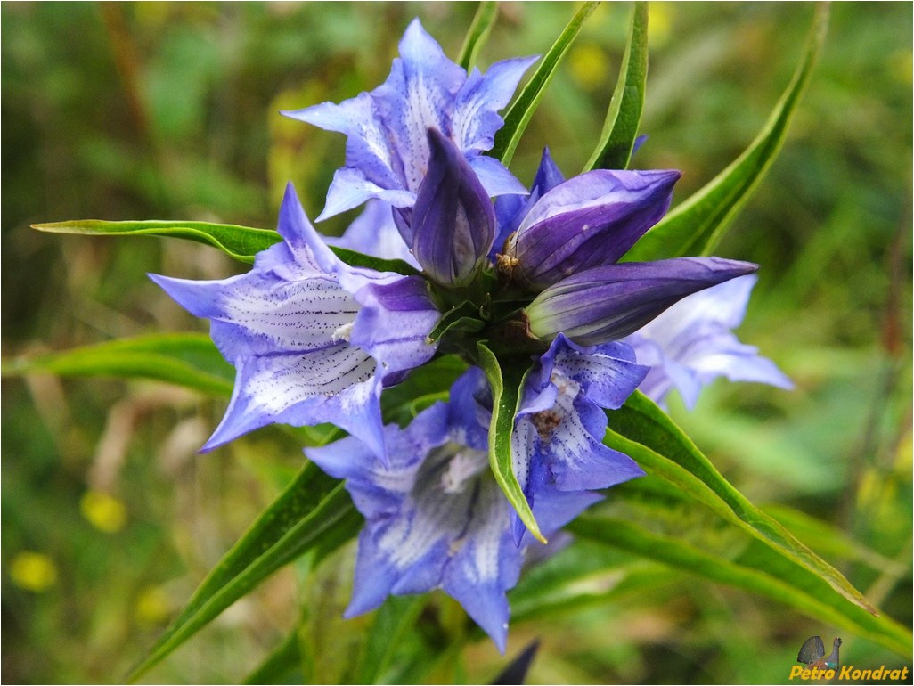 Image of Gentiana asclepiadea specimen.