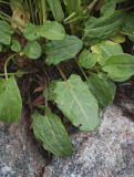 Rumex lapponicus