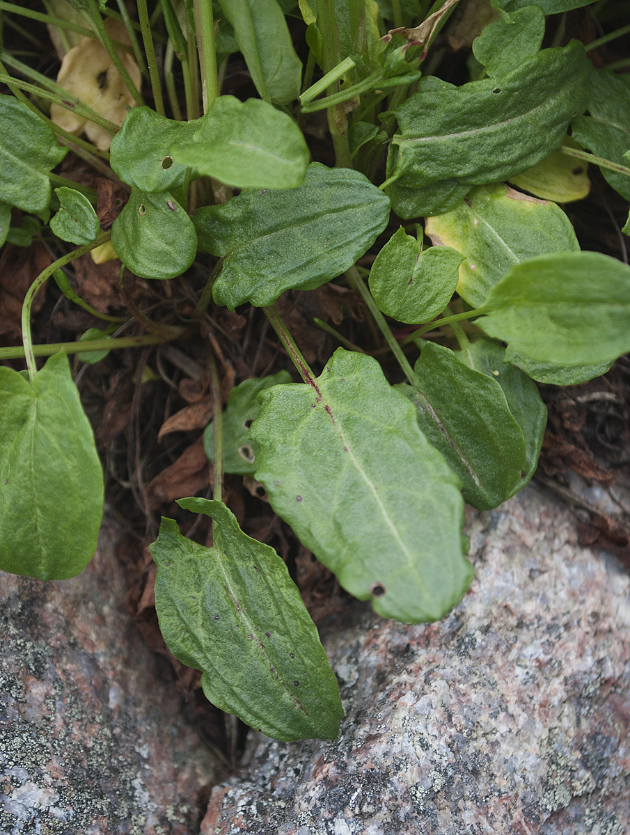 Изображение особи Rumex lapponicus.