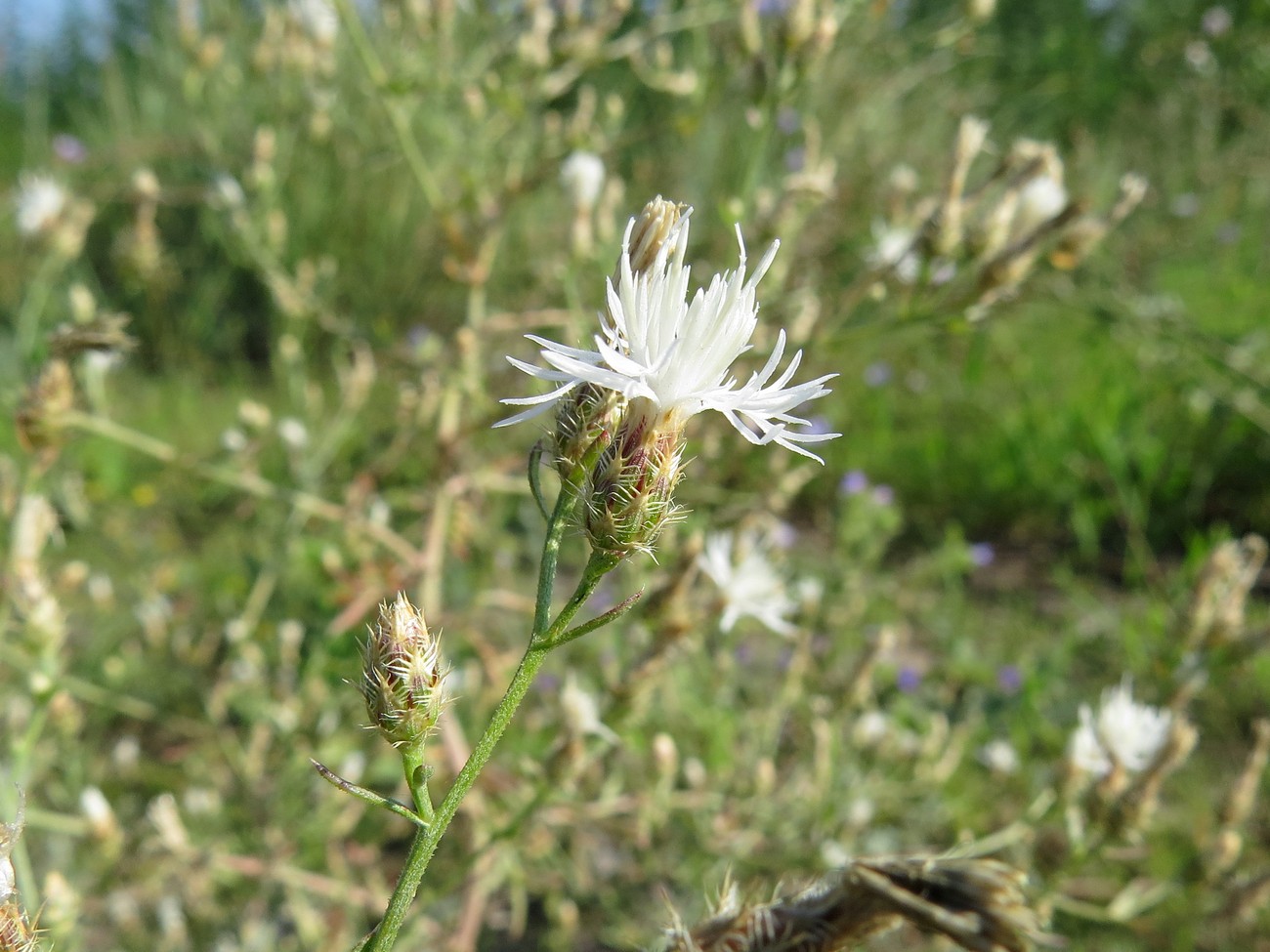 Image of Centaurea diffusa specimen.