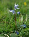 Scilla siberica. Соцветие с одним махровым цветком. Ставропольский край, с. Александровское. 06.04.2010.