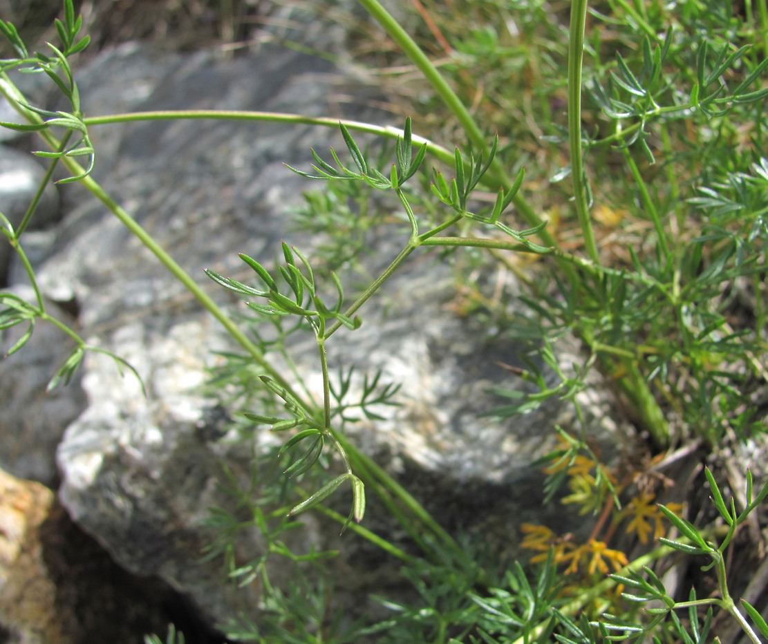 Image of Seseli alpinum specimen.