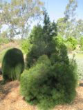 Gymnostoma australianum