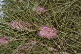 Hakea scoparia