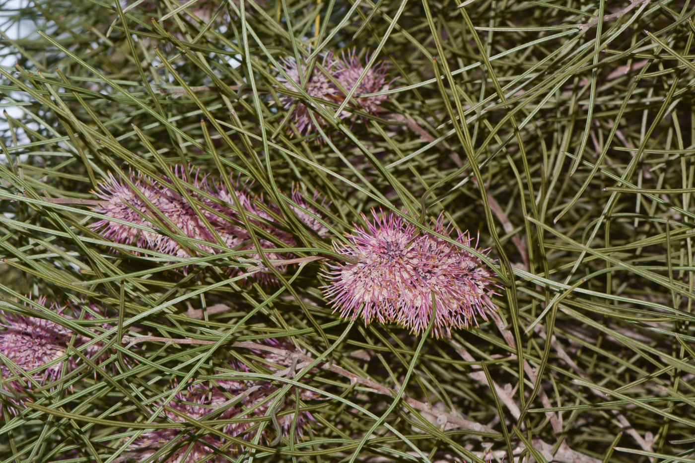 Изображение особи Hakea scoparia.