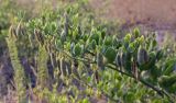 Zygophyllum fabago. Плодоносящие побеги. Крым, Сакский р-н, окр. пос. Прибрежное, закустаренное степное прибрежье между морем и Симферопольским шоссе. 13.08.2017.