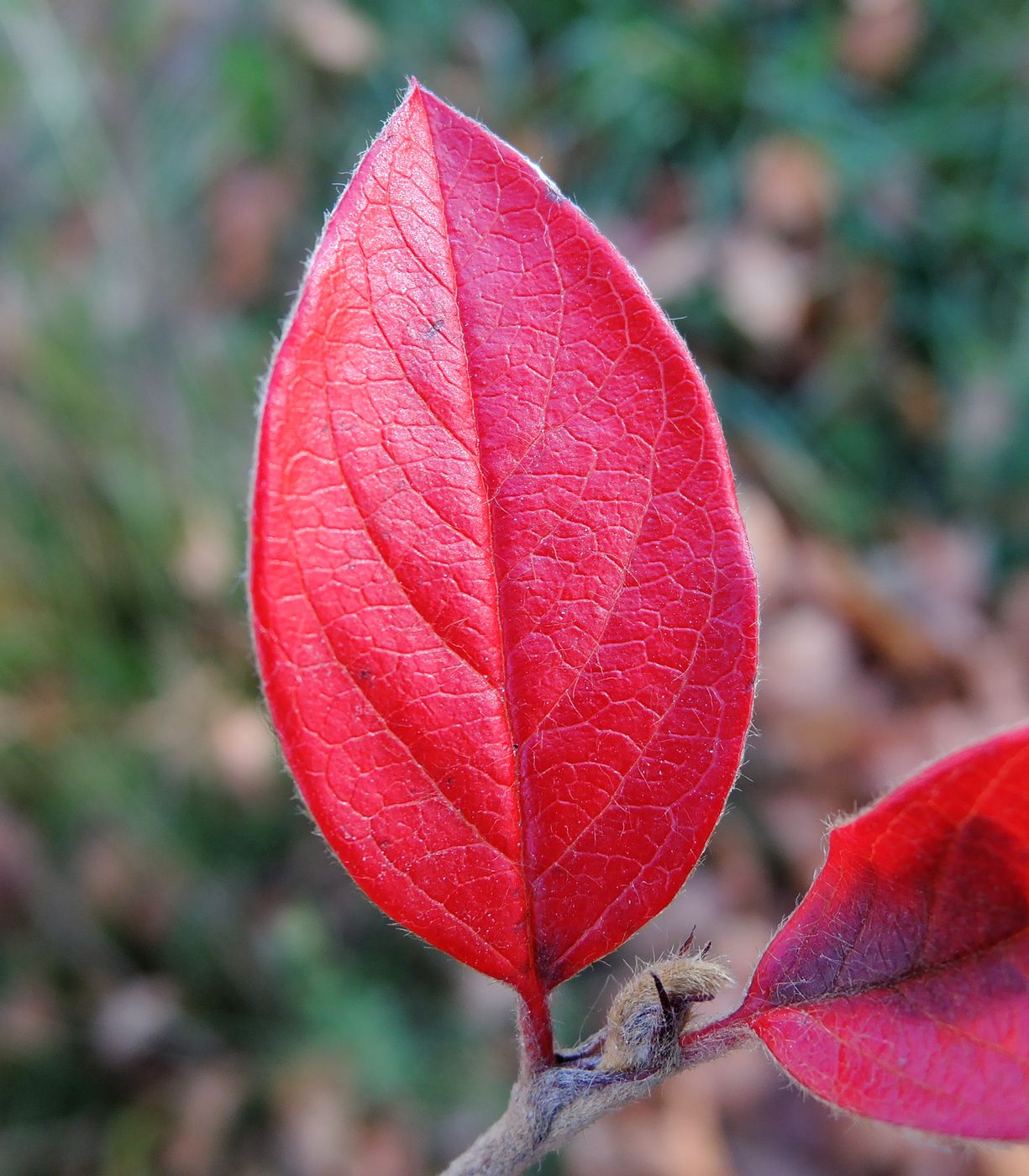 Image of Cotoneaster lucidus specimen.