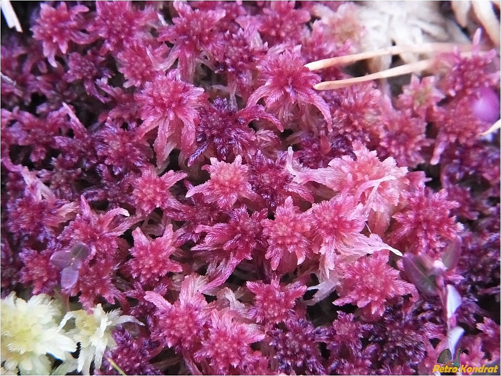 Image of Sphagnum warnstorfii specimen.