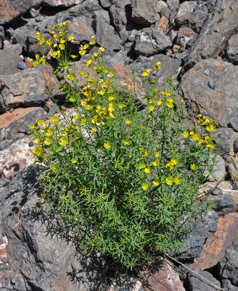 Image of Euphorbia pamirica specimen.