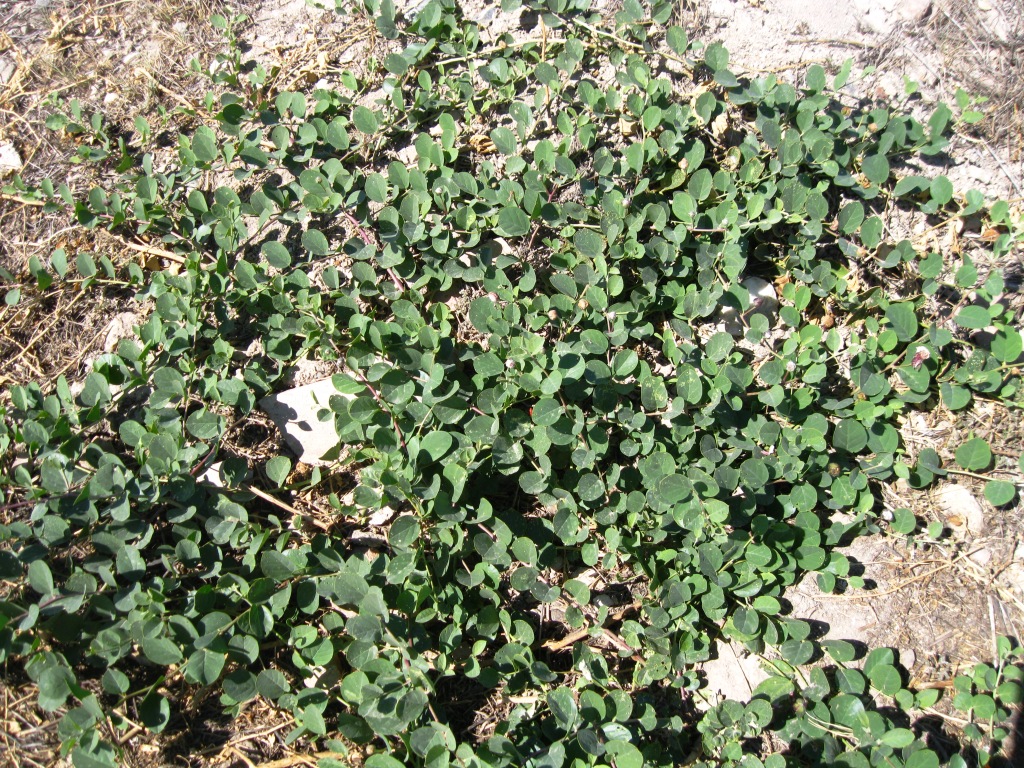 Image of Capparis orientalis specimen.