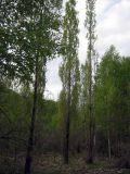 Image of taxon representative. Author is Игорь Стяжкин